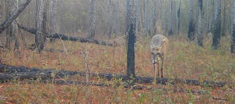 Watch: Florida trail cameras catch wildlife in action - The Wildlife Society