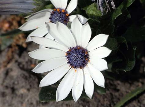 Остеоспермум — африканская ромашка: уход, размножение