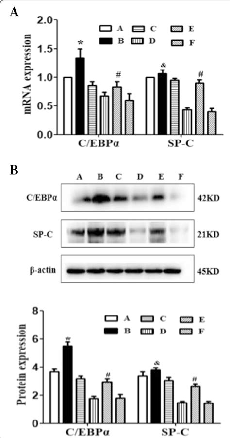 Overexpression Of Cebpα Improves The Secretion Of Sp C In Aec Ii After Download Scientific