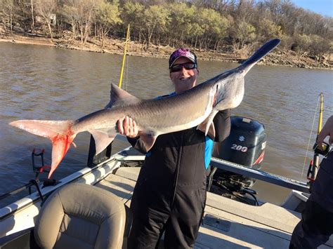 Spoonbill Paddlefish Fort Gibson Lake