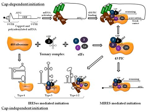 IJMS | Free Full-Text | Focus on Translation Initiation of the HIV-1 mRNAs 