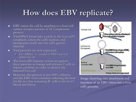 Ppt The Epstein Barr Virus Powerpoint Presentation Free Download