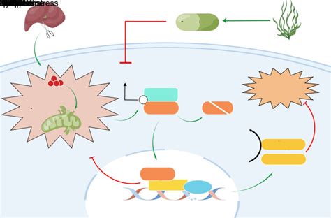 Fucoidan Ameliorates Ferroptosis In Ischemia Reperfusion Induced Liver