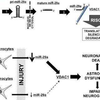 Mir A Targets Voltage Dependent Anion Channel Vdac A Mir A