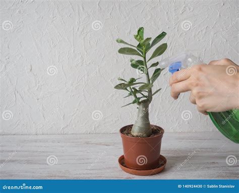 Houseplants De Rociadura Con Una Botella Del Espray Foto De Archivo