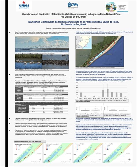 Pdf Abundance And Distribution Of Red Knots Calidris Canutus Rufa