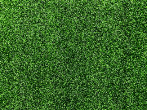 Green Grass Texture Background Grass Garden Concept Used For Making