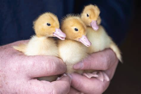 Duck Farming Grows in Popularity Near Matamata – Hongi NZ