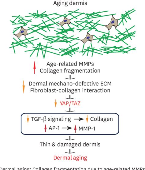 Figure 1 From Emerging Perspectives Of YAP TAZ In Human Skin Epidermal