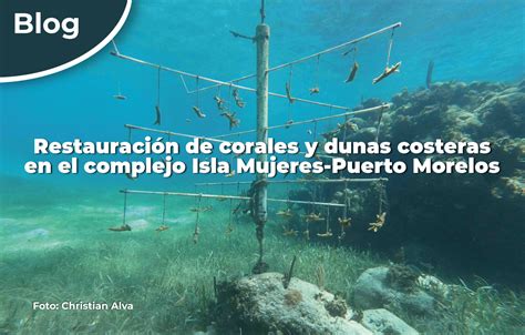 Restauraci N De Corales Y Dunas Costeras En El Complejo Isla Mujeres