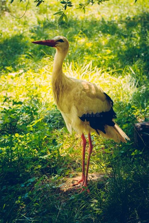 White Stork Walking On The Grass Ground In The Park On A Sunny Day