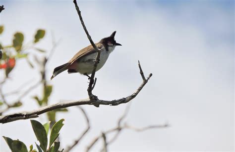 Birding For A Lark Mauritius