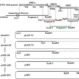 Construction Of The DNA Launched Infectious CDNA Clone Of The DAstV 1