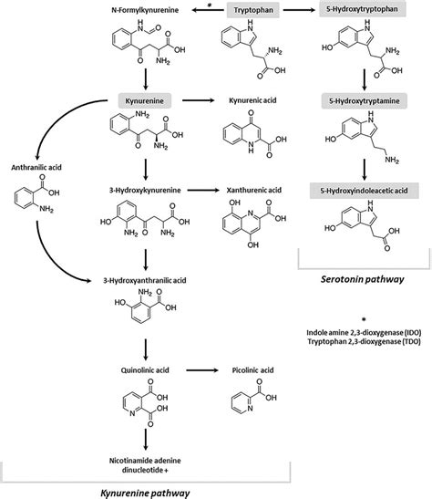 Kynurenine And Serotonin Pathway Of The Tryptophan Metabolism The