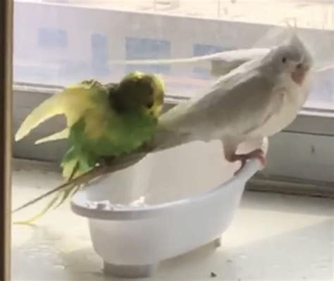 My sweet doofy baby Gayatri is one years old today! : r/cockatiel