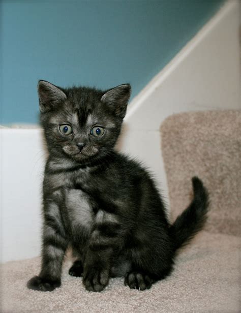 American Shorthair Black Smoke kitten 2014 - Silver Shorthairs