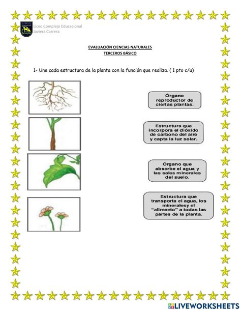 Prueba Ciencias Naturales Las Plantas Worksheet