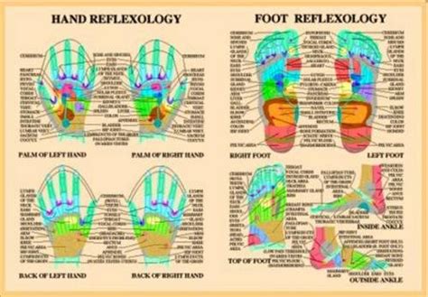 Hand Foot Reflexology A Baarle Jan Van Amazon