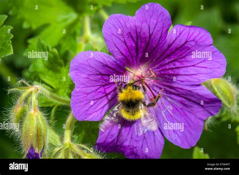 Endangered Bee Hi Res Stock Photography And Images Alamy