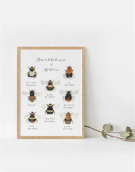 British Bumblebee Illustrated Art Print Giclee Print Illustration