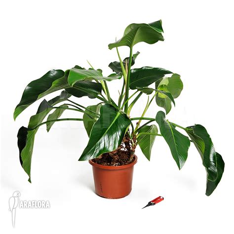 Araflora Exotische Flora And Meer Philodendron X Green Beauty