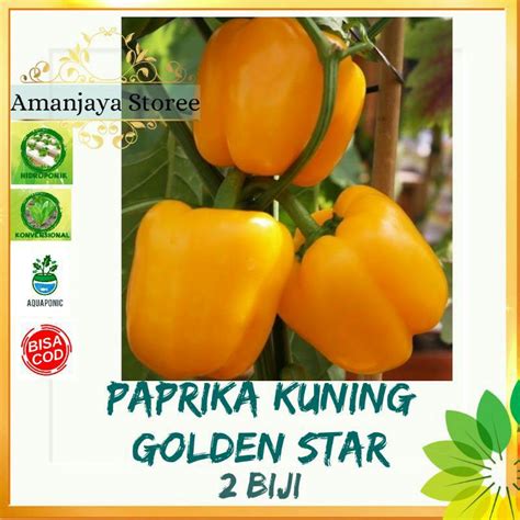 Jual BENIH BIBIT PAPRIKA KUNING GOLDEN STAR PAPRIKA ORANGE Isi 2bj