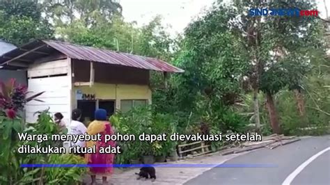 Pohon Beringin Keramat Tumbang Di Tana Toraja Evakuasi Menunggu Ritual