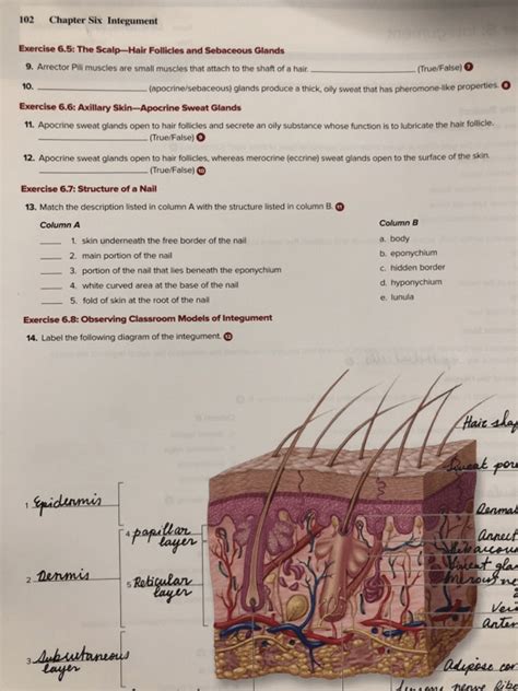 Exercise The Integumentary System Review Sheet Worksheets Library