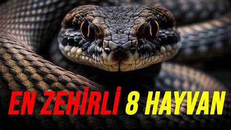 DÜNYANIN EN ZEHİRLİ HAYVANLARI GÖRDÜĞÜNÜZ ANDA KAÇIN YouTube