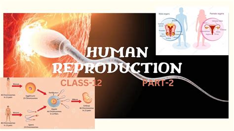 Chapter Human Reproduction Class 12 Part 2 Youtube