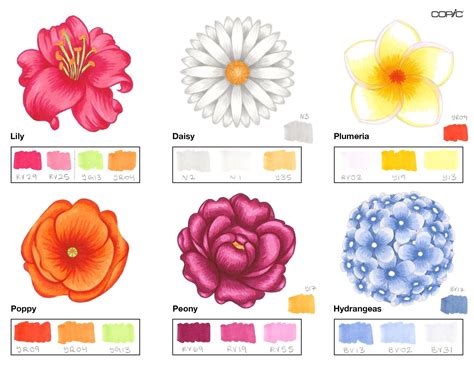 how to draw hibiscus flowers