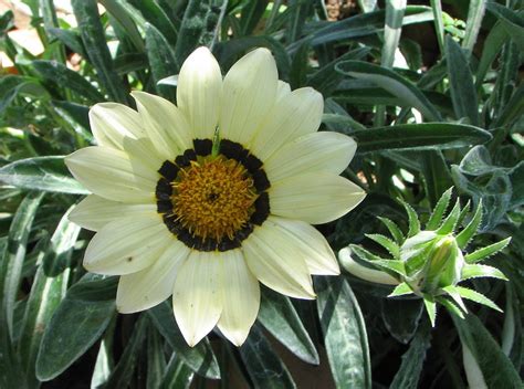 Gazania 'Sunburst White' - Flat - PlantClearance.com