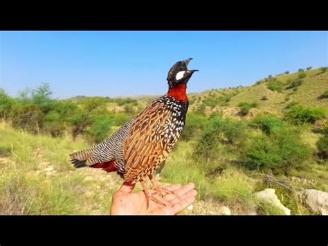 Black Partridge Voice Francolin Kala Teetar Teetar Ki Awaz