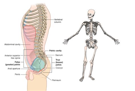 Solution Pelvis Bone Anatomy Studypool