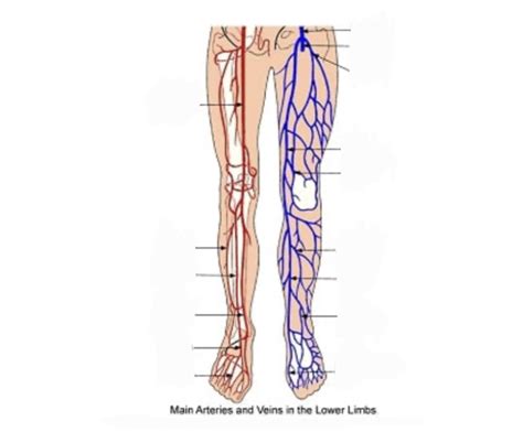 Veins And Arteries Of The Lower Limbs Diagram Quizlet