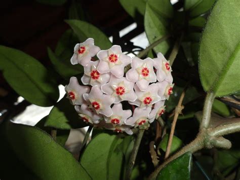 How To Grow A Hoya Wax Plant