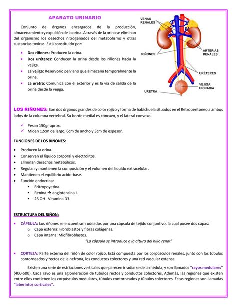 Solution Aparato Urinario Ac Studypool