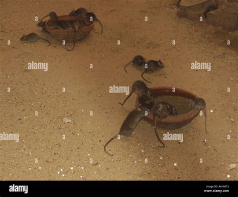 Rats Feeding In Karni Mata Mandir Rat Temple Deshnoke Stock Photo Alamy