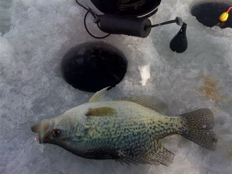 New State Record Crappie