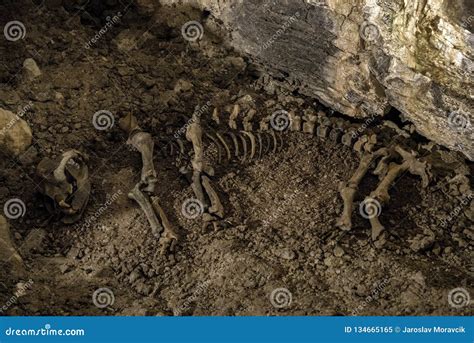 Cave bear skeleton stock image. Image of cave, fossil - 134665165