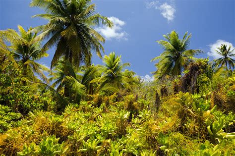 Coconut Palms At Bikini Marshall License Image Lookphotos