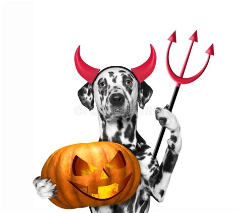 Dog With Pumpkin In Devils Costume For Halloween Stock Image Image Of