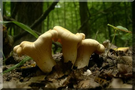 Pieprznik Blady Cantharellus Pallens Atlas NaGrzyby Pl