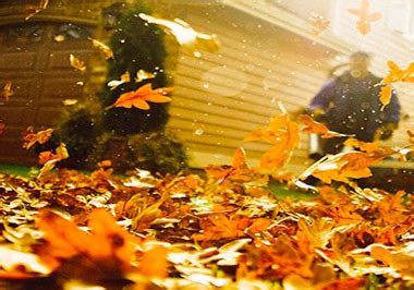 Fall Clean up Services Toronto (647-500-5263) Garden, yard, Lawn