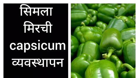 सिमला मिरचीचे व्यवस्थापन लागवड पासून ते एक्सपोर्ट क्वालिटी माल निघे पर्यंत Capsicum