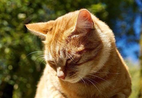 How Long Do Male Orange Tabby Cats Live