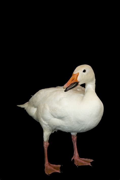 Lesser Snow Goose Anser Caerulescens Caerulescens Joel Sartore