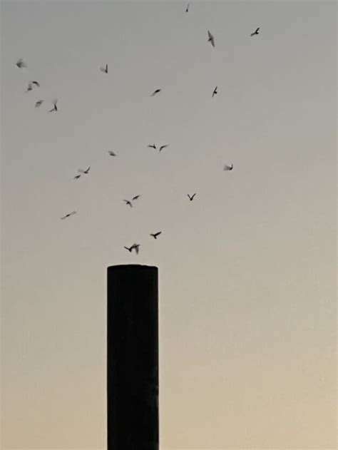 chimney swifts entering a chimney | FWS.gov