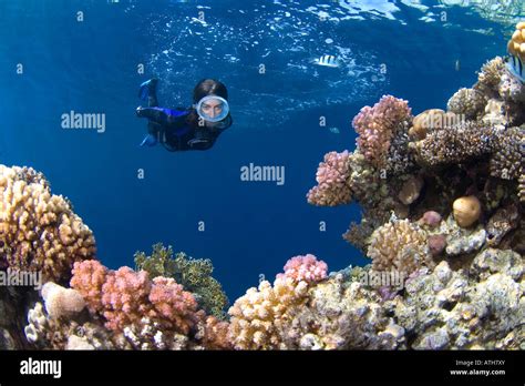 Snorkel In Coral Reef Red Sea Egypt Underwater Scuba Ocean Snorkel Female Diver Oval Mask