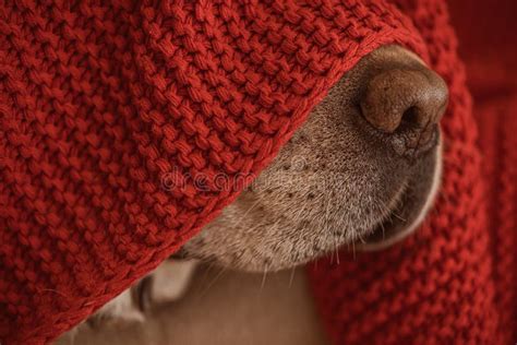 Dog S Nose Under the Red Blanket in Winter Stock Photo - Image of ...